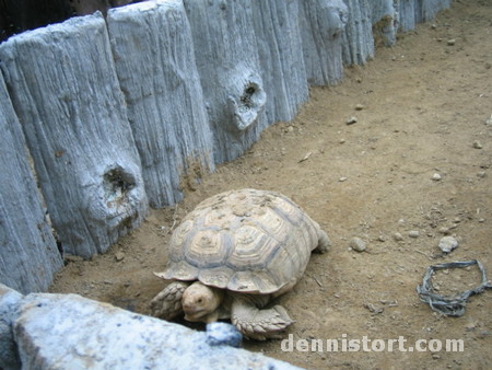 Tortoises in Avilon Zoo, Rizal Philippines